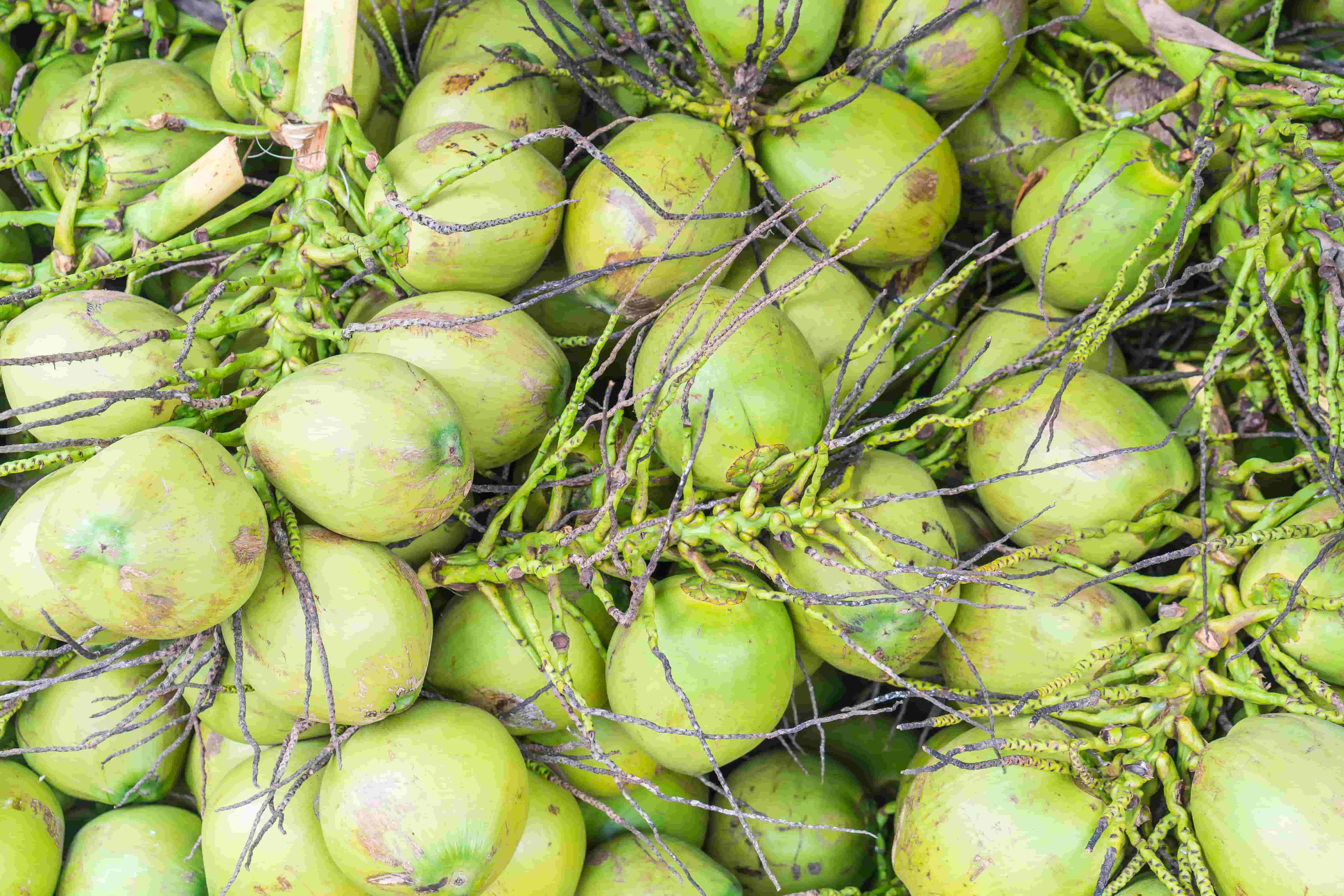 fresh coconuts